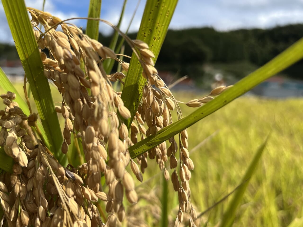 稲刈り前のお米