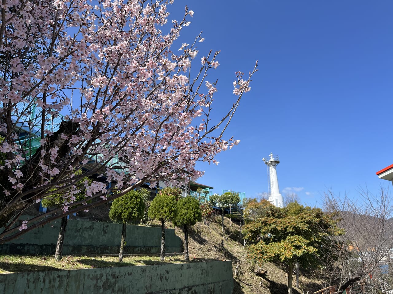 Light Houseの河津桜と灯台