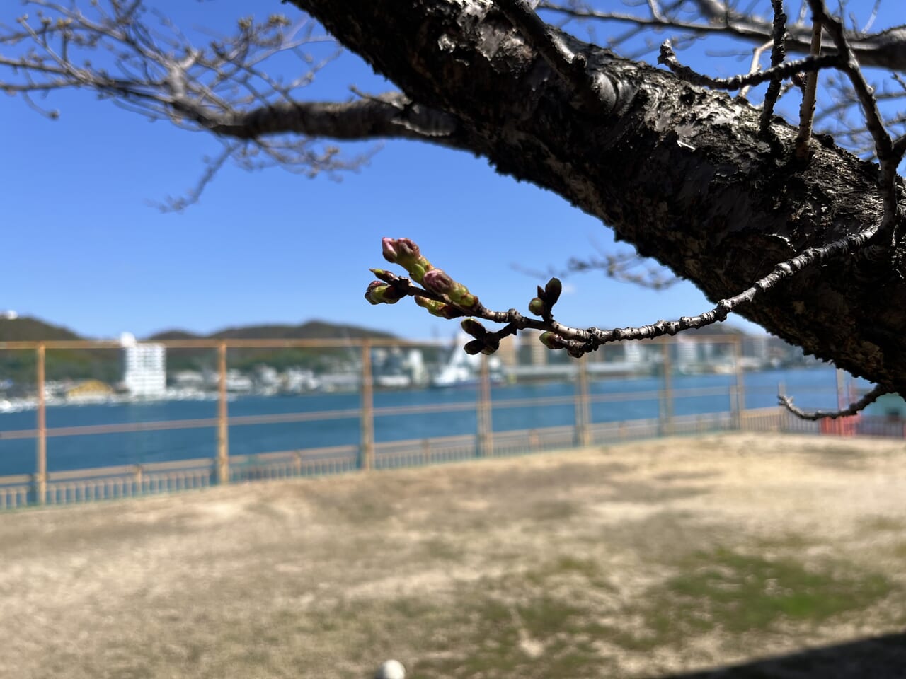 LightHouse広場の桜の蕾