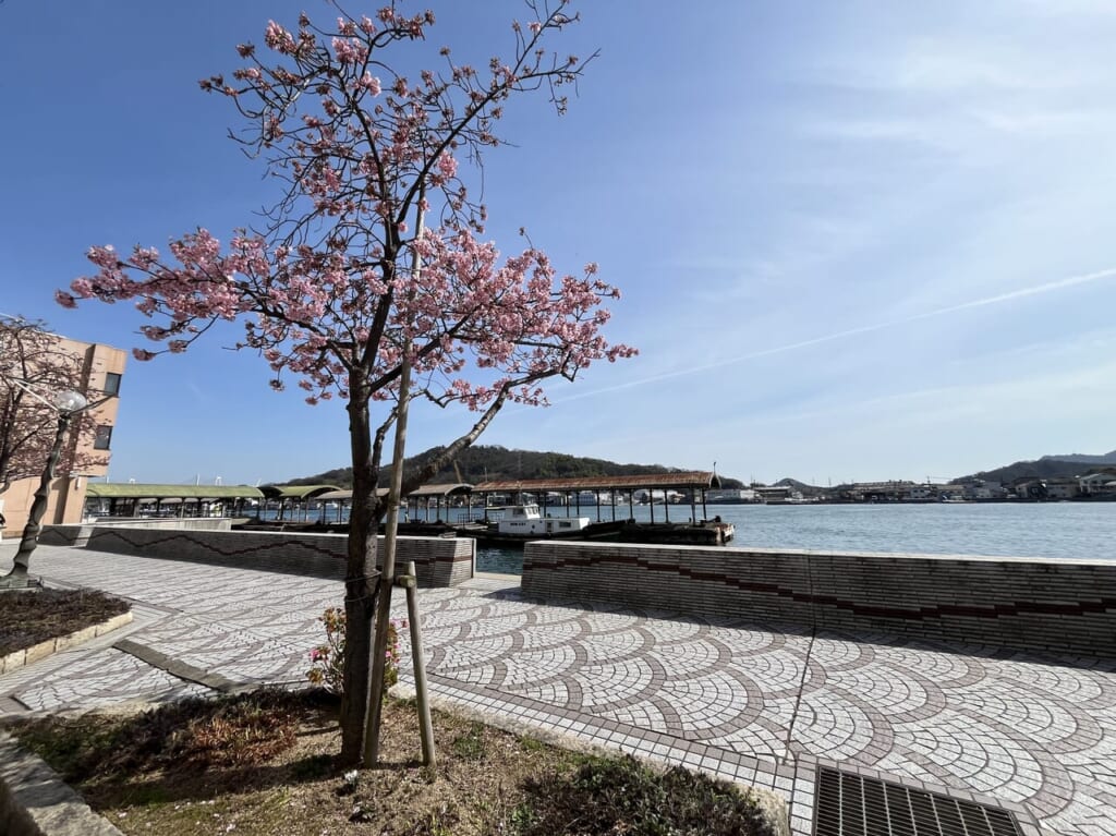 海と桜