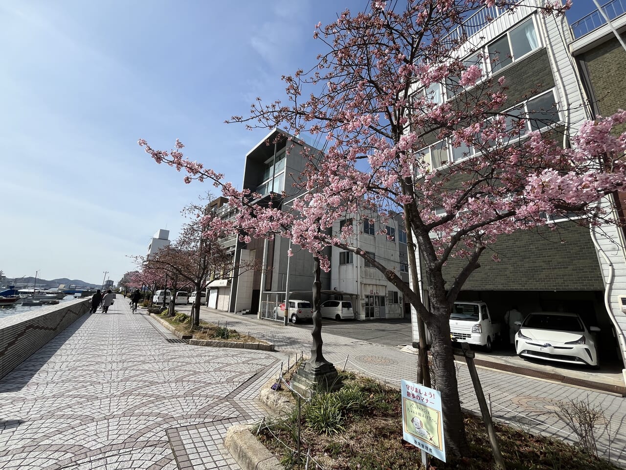 海沿いの桜並木