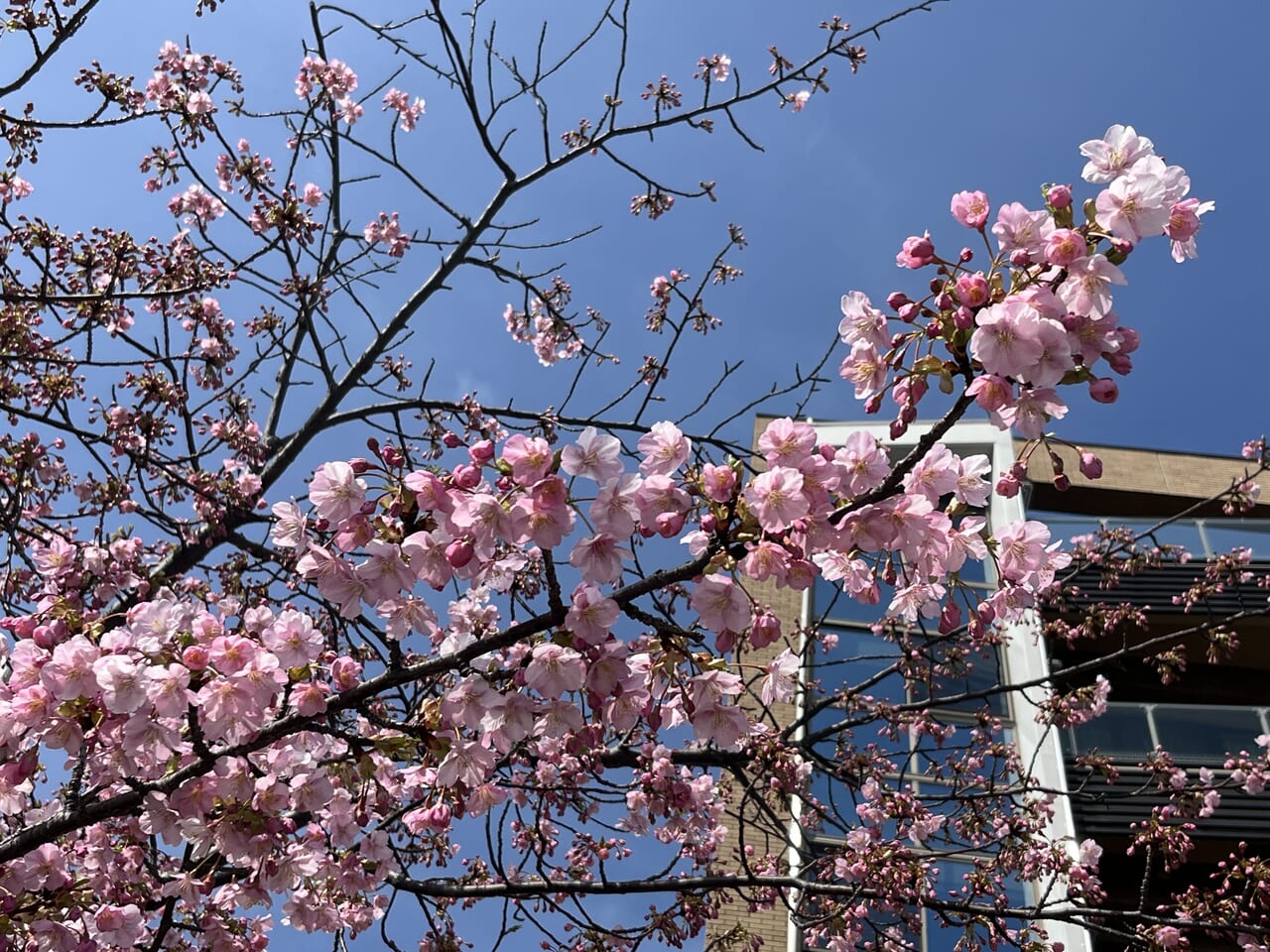 桜三分咲き