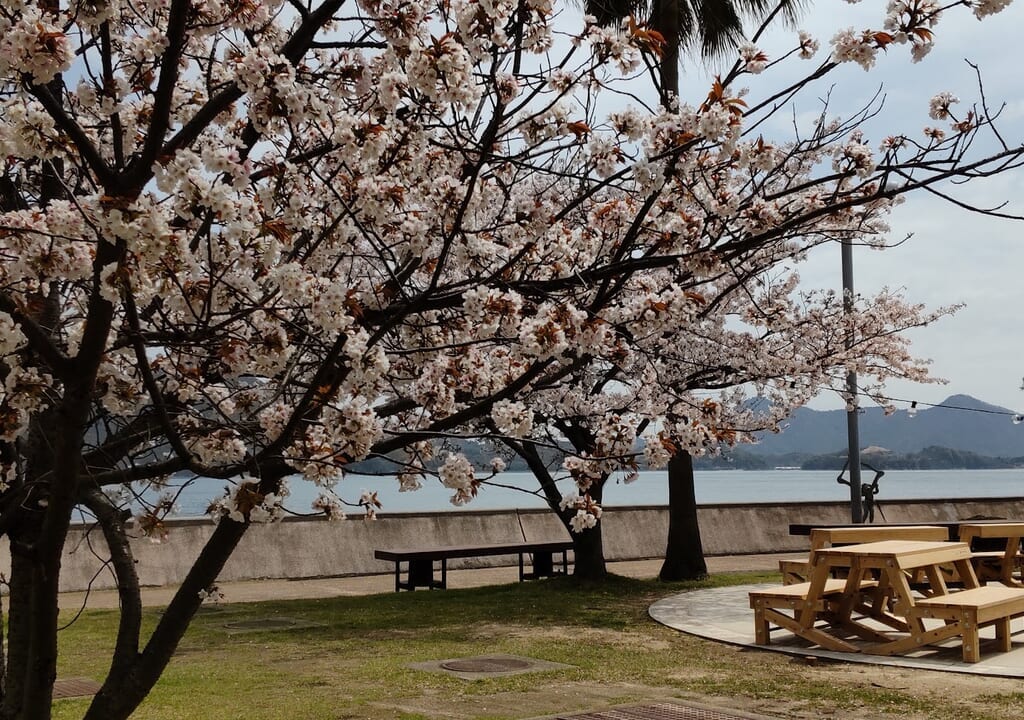 20240411三原すなみ海浜公園桜