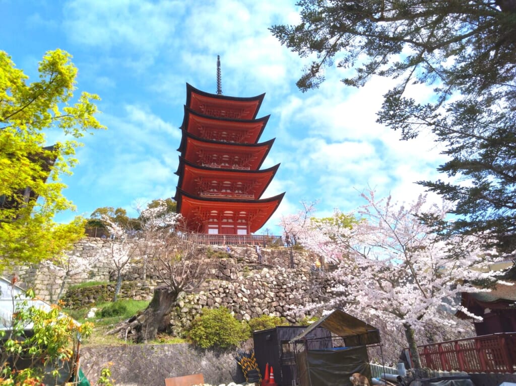 宮島桜