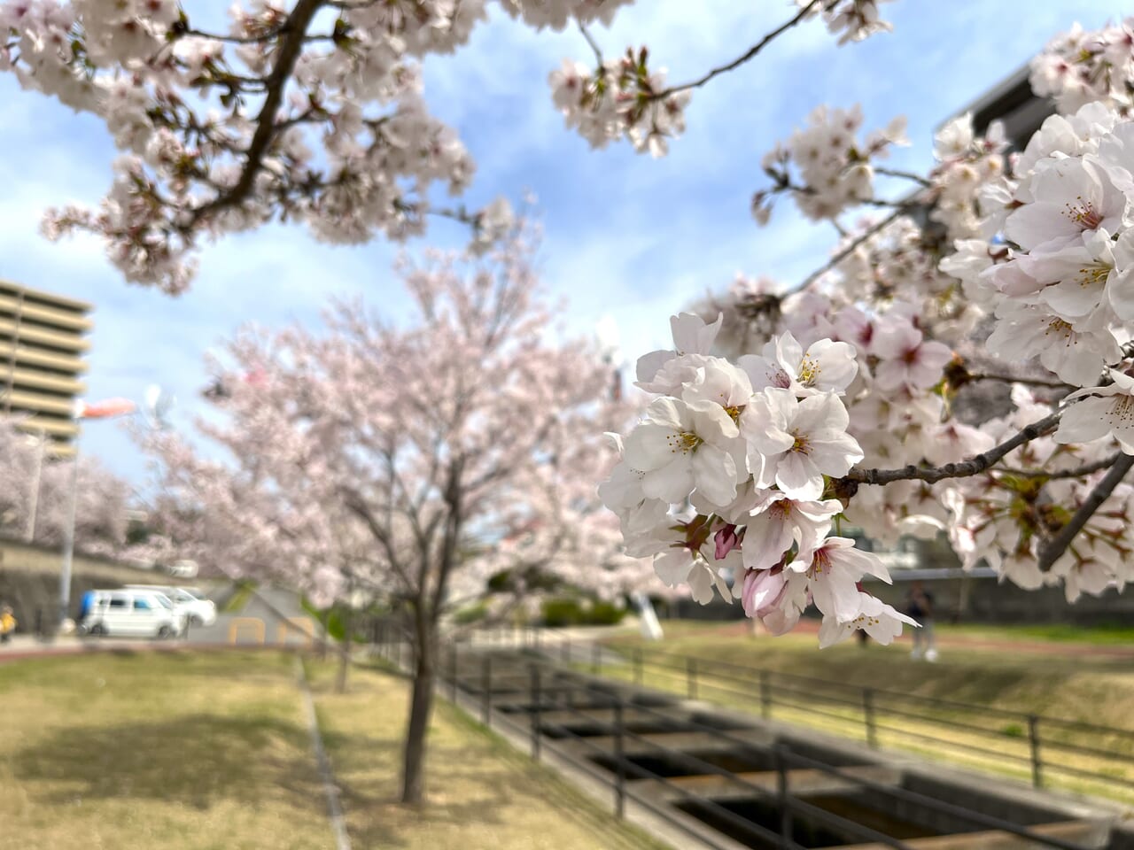 黒崎憩いの遊歩道の満開の桜