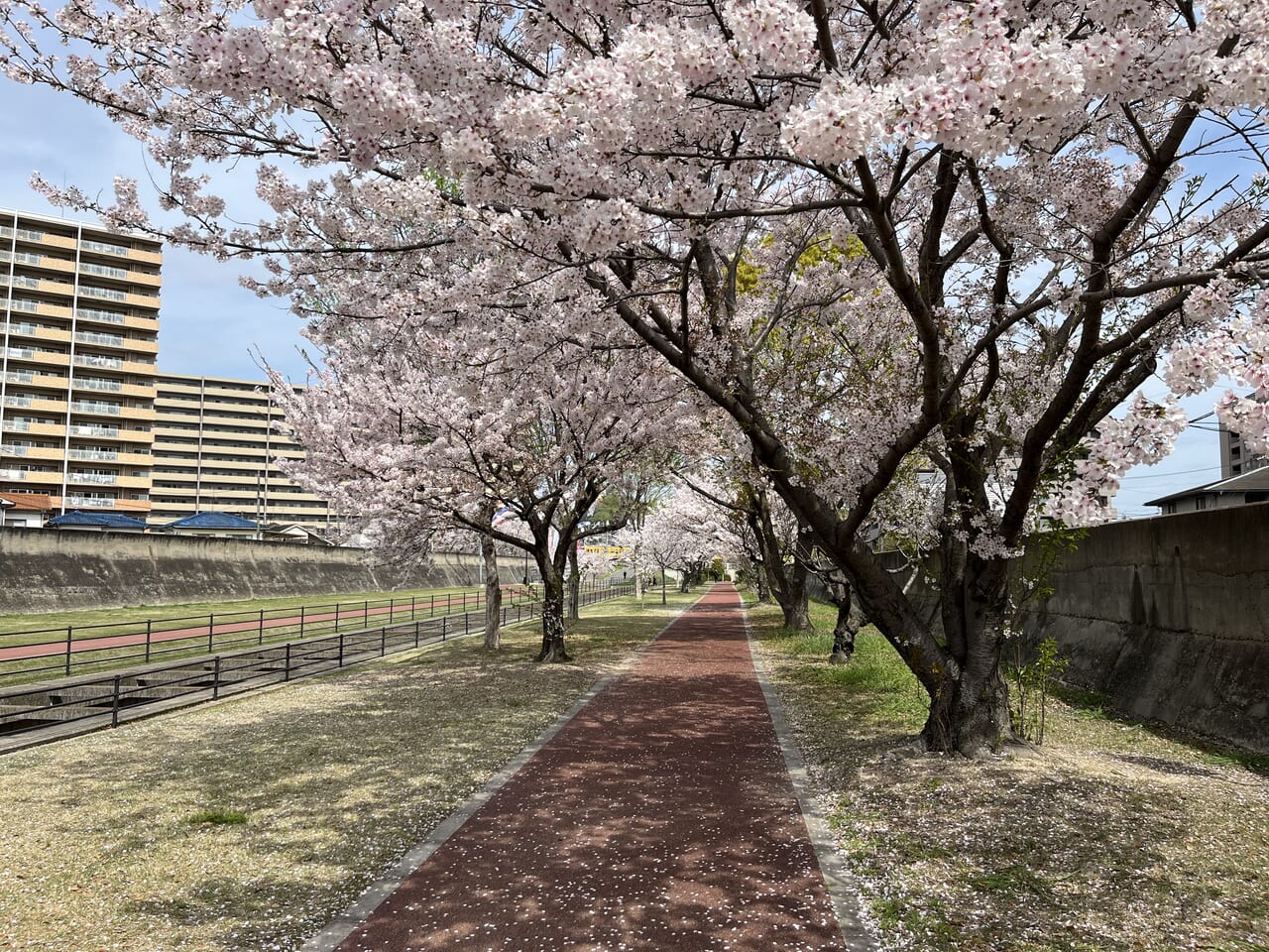 黒崎憩いの遊歩道の桜のトンネル