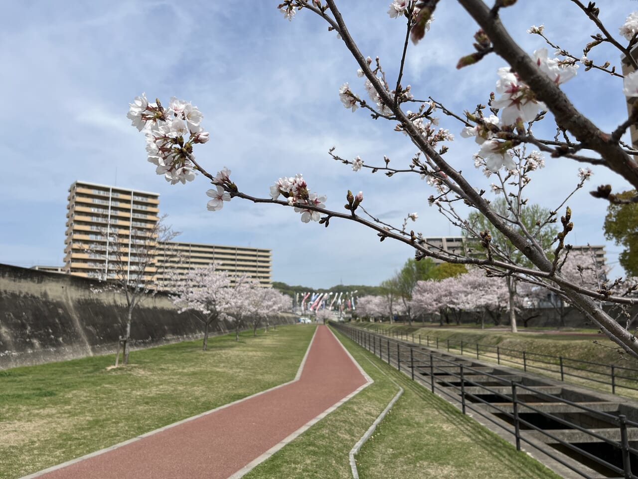 黒崎憩いの遊歩道の桜の蕾